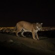 1st Prize Nature Stories: A cougar walking a trail in Los Angeles’ Griffith Park is captured by a camera trap. To reach the park, which has been the cougar’s home for the last two years it had to cross two of the busiest highways in the US © Steve Winter, USA, for National Geographic