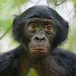 3rd Prize Nature Stories: A five-year-old bonobo turns out to be the most curious individual of a wild group of bonobos near the Kokolopori Bonobo Reserve, in the Democratic Republic of Congo © Christian Ziegler, Germany, for National Geographic Magazine