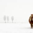 Gert van den Bosch, Netherlands - The cold pony, Winner of the open competition - nature and wildlife category